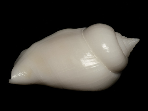 Strombus mutabilis observed 2025-10-24
