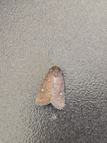 Small Brown Quaker photo 4