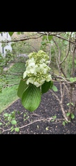 Viburnum plicatum