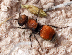 Pseudomethoca propinqua