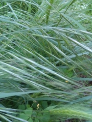 Arrhenatherum elatius