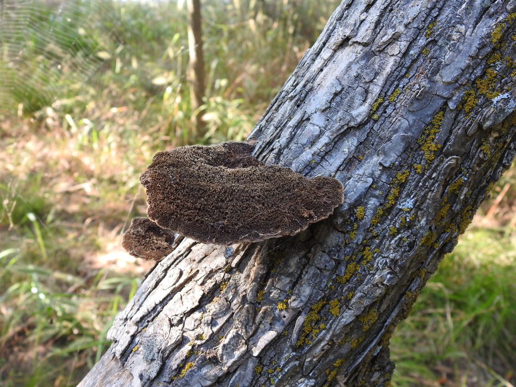 Hairy Hexagonia · July 2026 · photo: Photo: (c) saltyhiker, some rights reserved (CC BY) · iNaturalist