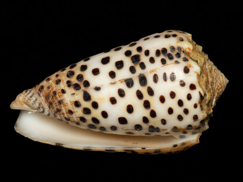 Conus pulicarius observed 2025-10-26