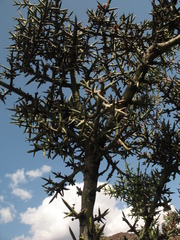 Colletia spinosissima