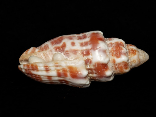 Mitra stictica observed 2025-11-01
