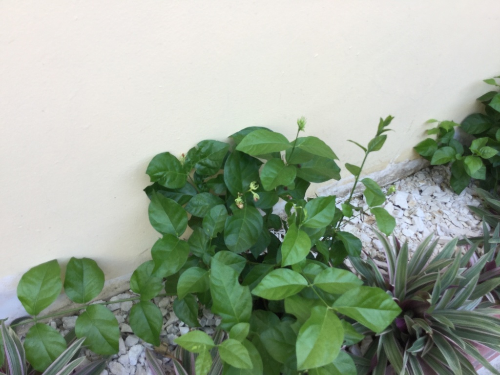Jasmine plant with flowers and glossy leaves