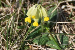 Primula veris veris