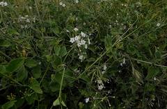 Commicarpus plumbagineus