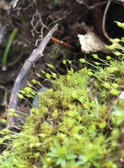 Weissia brachycarpa