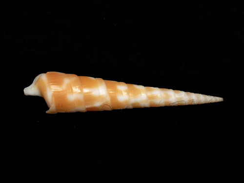 Terebra dimidiata observed 2025-11-09