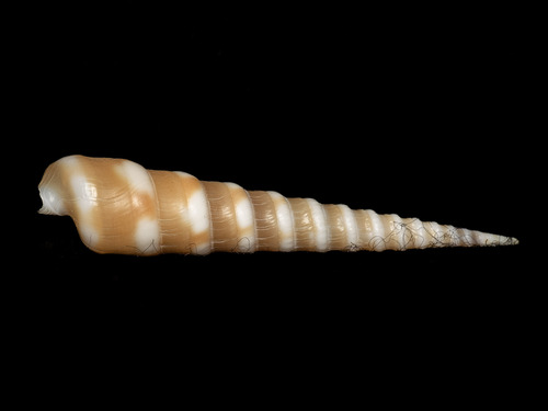 Terebra guttata, 2025-11-27