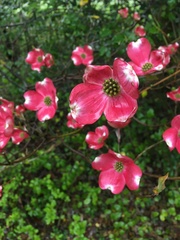 Cornus florida rubra