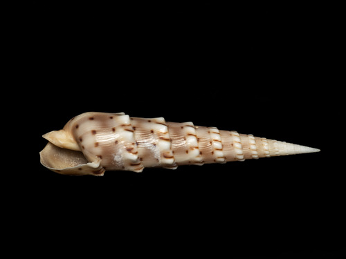 Oxymeris crenulata observed 2025-12-12