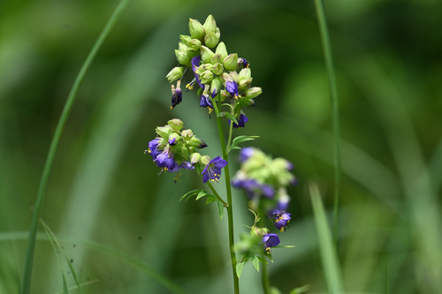Polemonium vanbruntiae