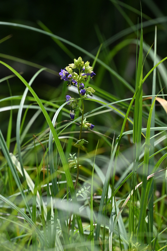 Polemonium vanbruntiae, photograph 1