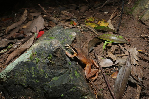 Amami Brown Frog, Rana kobai