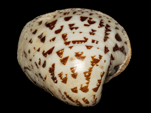 Lioconcha hieroglyphica observed 2026-01-17