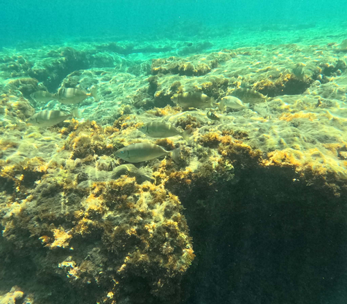 Rivulated Rabbitfish