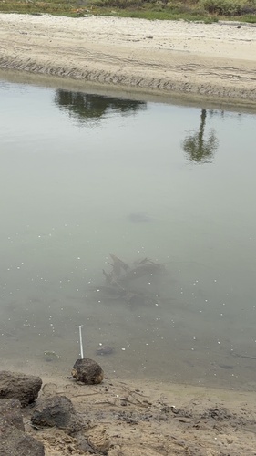 iNaturalist observation photo of Bat Ray