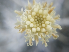 Senecio leucostachys