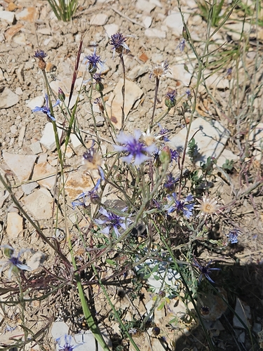 Cornflower