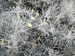 Senecio leucostachys