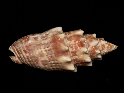 Mitra stictica observed 2025-12-25