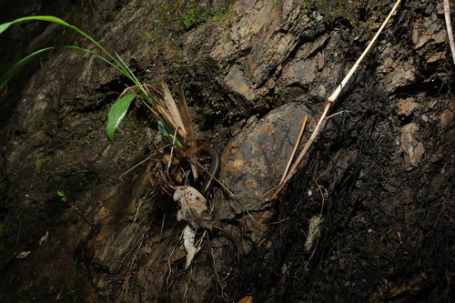 Ryukyu short-legged skink, Ateuchosaurus pellopleurus