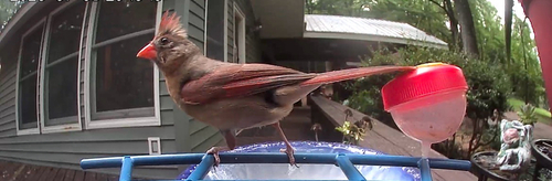 Northern Cardinal
