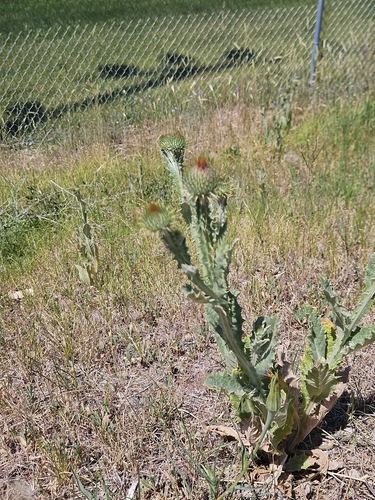 cotton thistle