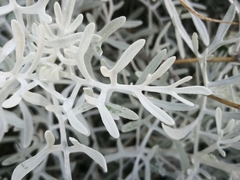 Senecio leucostachys