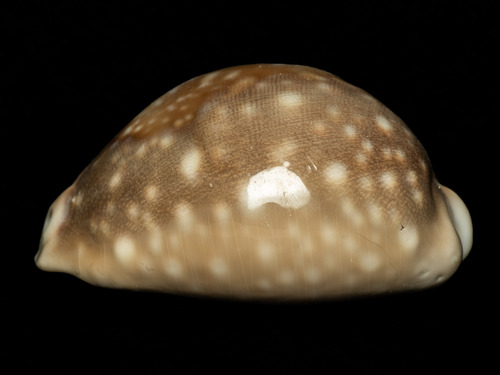 Cypraea vitellus, 2026-01-13