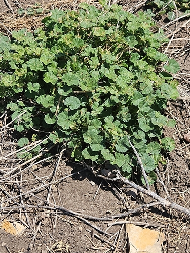 dwarf mallow