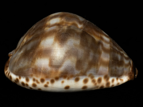 Cypraea tigris observed 2026-02-01