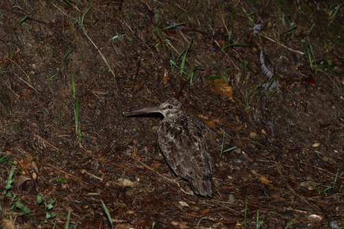 Amami Woodcock (Scolopax mira), photo 3