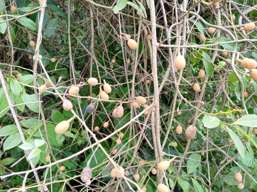 Opilia amentacea