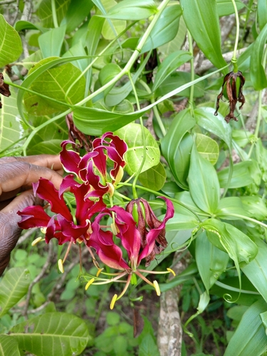 flame lily