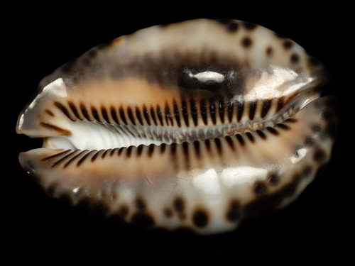 Mauritia maculifera observed 2026-05-19