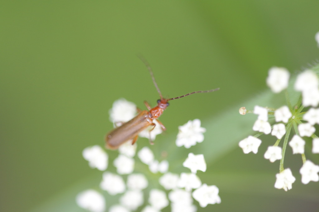 Podistra rufotestacea