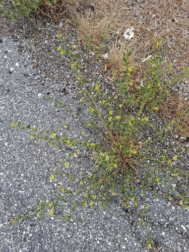 Yellow Sweetclover