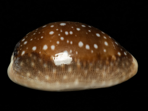 Cypraea vitellus, 2026-01-19