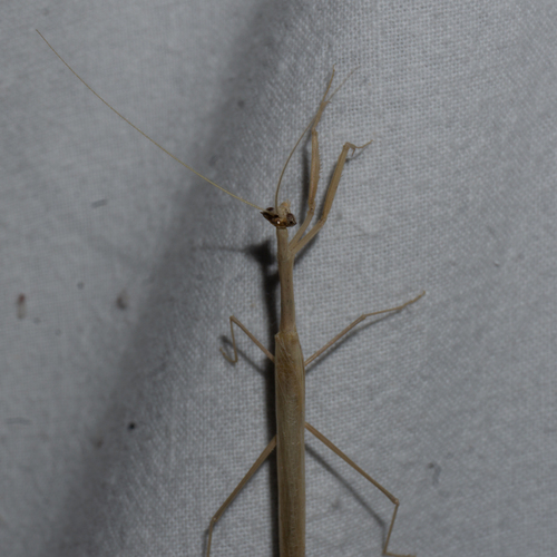 North African grass mantis