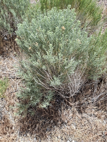 Rubber Rabbitbrush