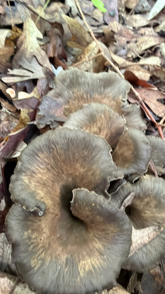 Craterellus foetidus · July 2026 · photo: Photo: (c) Erica Tava Johnson, some rights reserved (CC BY) · iNaturalist