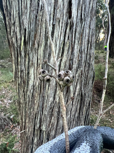 Eucalyptus globoidea, 2026-06-24