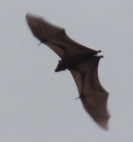 Straw-coloured Fruit Bat