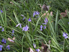 Hyacinthoides non-scripta