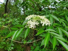 Sambucus canadensis image