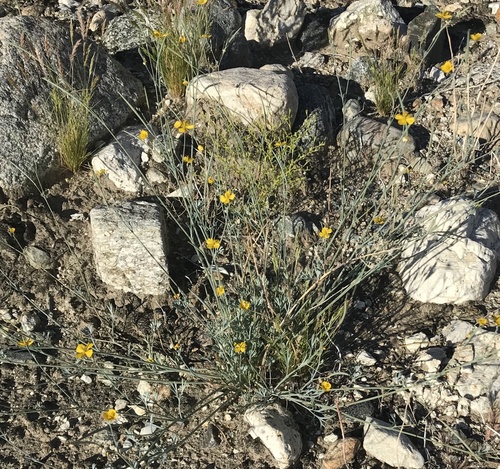 iNaturalist observation photo of Little Gold Poppy