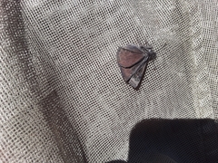 Erynnis afranius